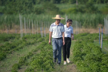 东方医学 09 中草药的规模化种植